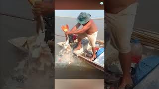 Why piranha are the most dangerous fish in the Amazon Why piranha are the most dangerous fish in the Amazon
