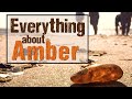 Amber Formation and Hunting Quiz