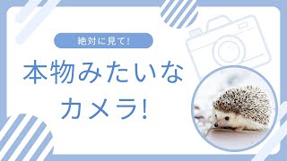 本当に撮れる!?ガチャガチャのカメラ!