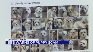 BBB warns of puppy scam