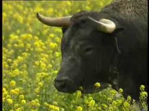 El toro bravo en el campo