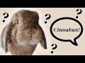 Do Rabbits Know Their Names?