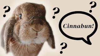 Do Rabbits Know Their Names? by Sincerely, Cinnabun 9,302 views 2 months ago 7 minutes, 37 seconds