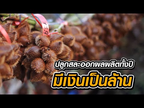 ปลูกสละออกผลผลิตทั้งปี มีเงินเป็นล้าน
