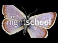 NightSchool: City Nature