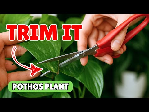 How to Trim