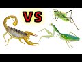 螳螂 VS 蟈蟈 VS 毒蠍子 | Mantis vs scorpion vs katydid