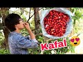 Kafal 😍 Special fruit of Uttrakhand