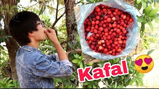 Kafal 😍 Special fruit of Uttrakhand