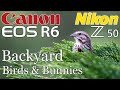 Nikon Z50 Canon R6 • Backyard Birds & Bunnies   4K