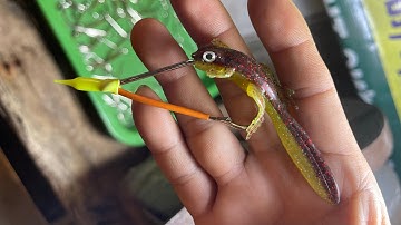 Lưỡi Câu Cá Lóc Huỳnh Kiệt Cà Mau giao lưu 10 lưỡi 100K nha cô chú ĐTzalo 0919111169 câu các loại cá