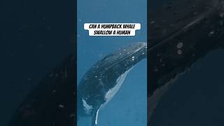 Can A Humpback Whale Swallow A Human?