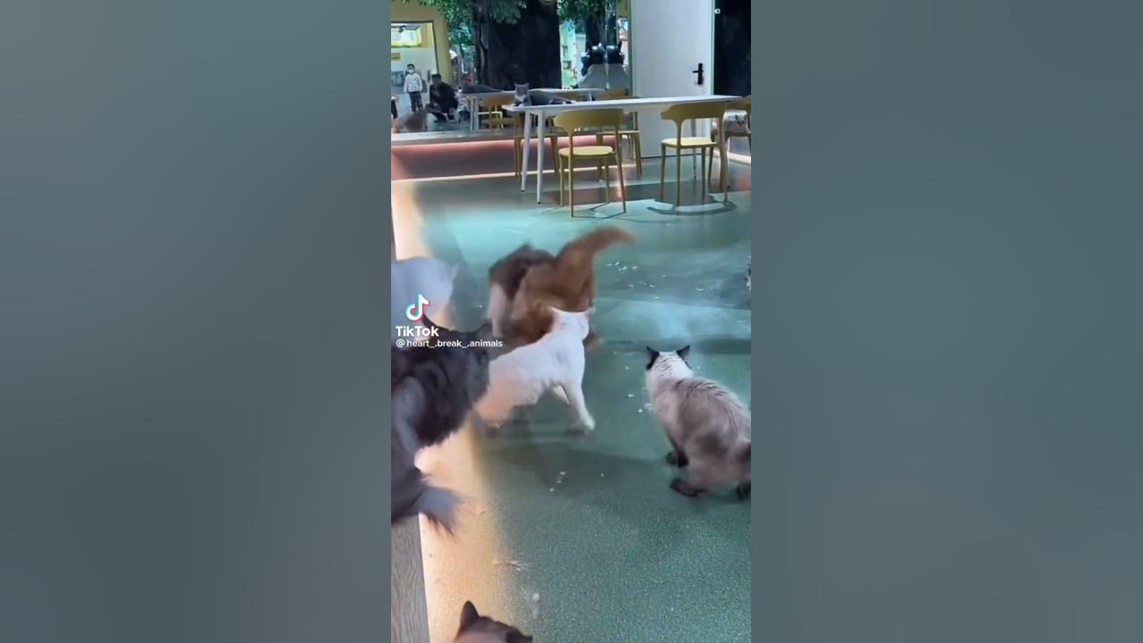 #yourenemy#cat fight#don't make me your enemy
