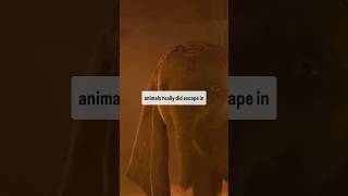 Dumbos Ending Really Happened