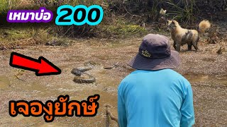 เหมาบ่อ 200บาท เจองูยักษ์เข้าให้แล้ว | Ep.198