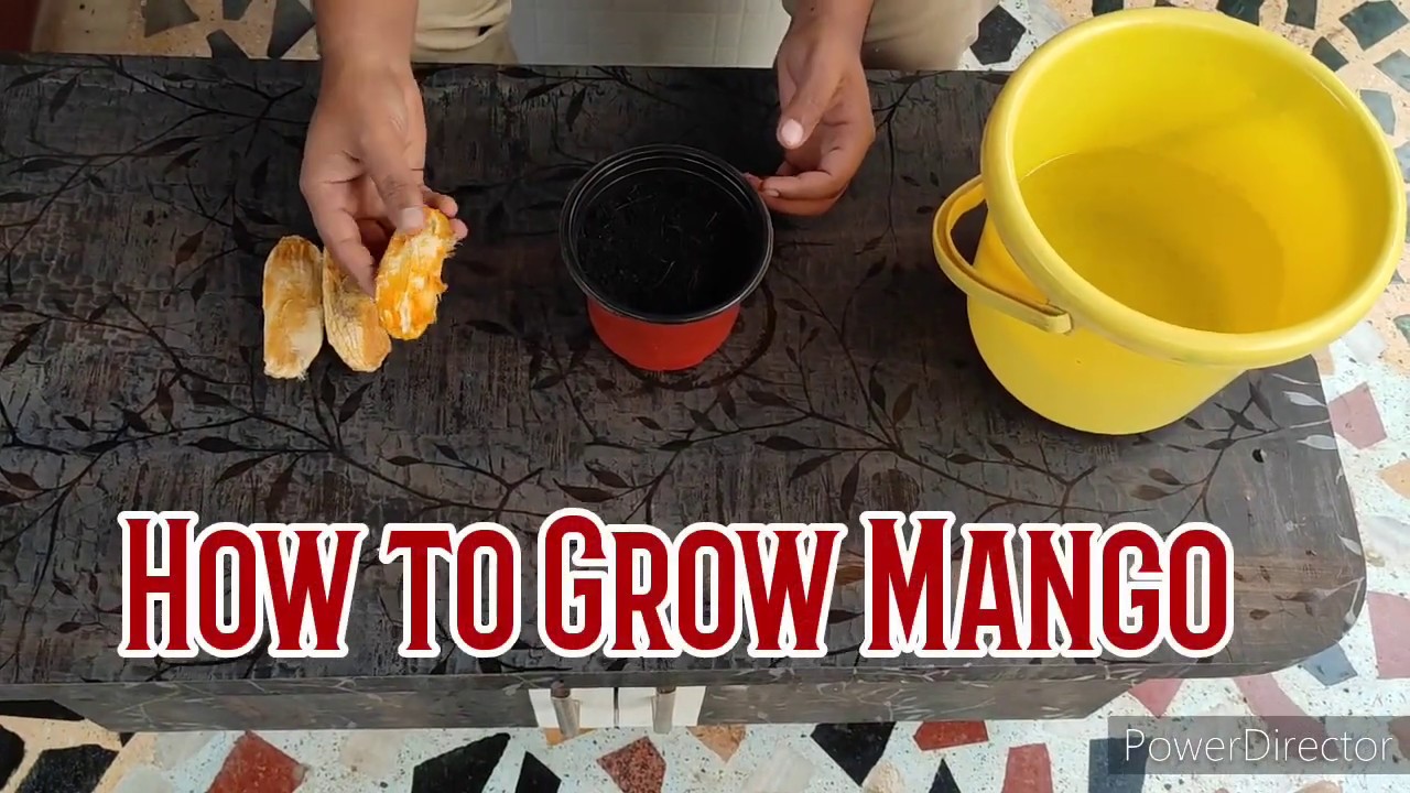 How to grow Mango seed with Full Update in Hindi 2021|AH