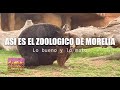 Asi es el ZOOLOGICO DE MORELIA | Parque Zoologico Benito Juarez Morelia Michoacán  2021 | Reccorrido