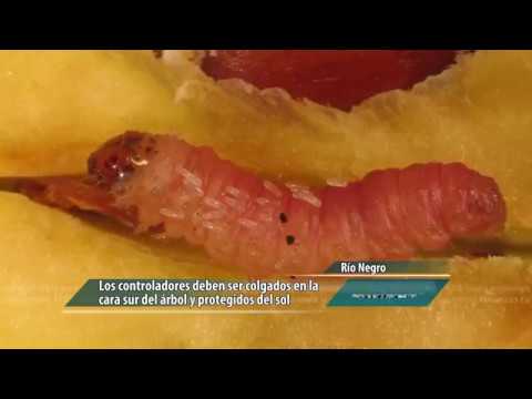 Video: Escarabajo De La Flor Del Manzano - Plaga Del Manzano