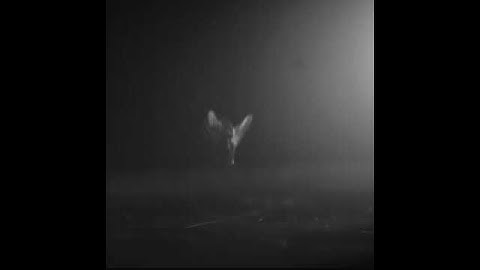 Electrically Charged Insects Falling in to Spider