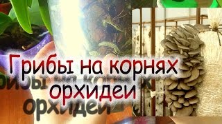 видео Грибы в горшке у орхидеи... ч.1