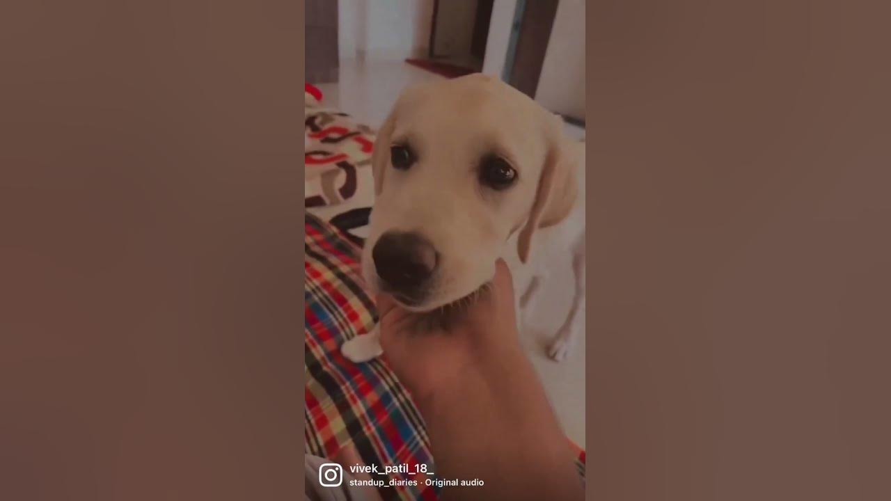 Mera Jigar Ka Tukda vivek patil 18 dog dogs labradorpuppy mera-jigar-ka-tukda-vivek-patil-18-dog-dogs-labradorpuppy