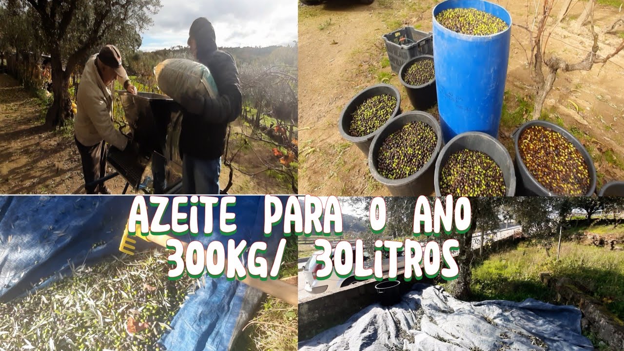 COLHEITA  DE AZEITONAS  DA NOSSA QUINTINHA EM PORTUGAL / AZEITE PARA O ANO