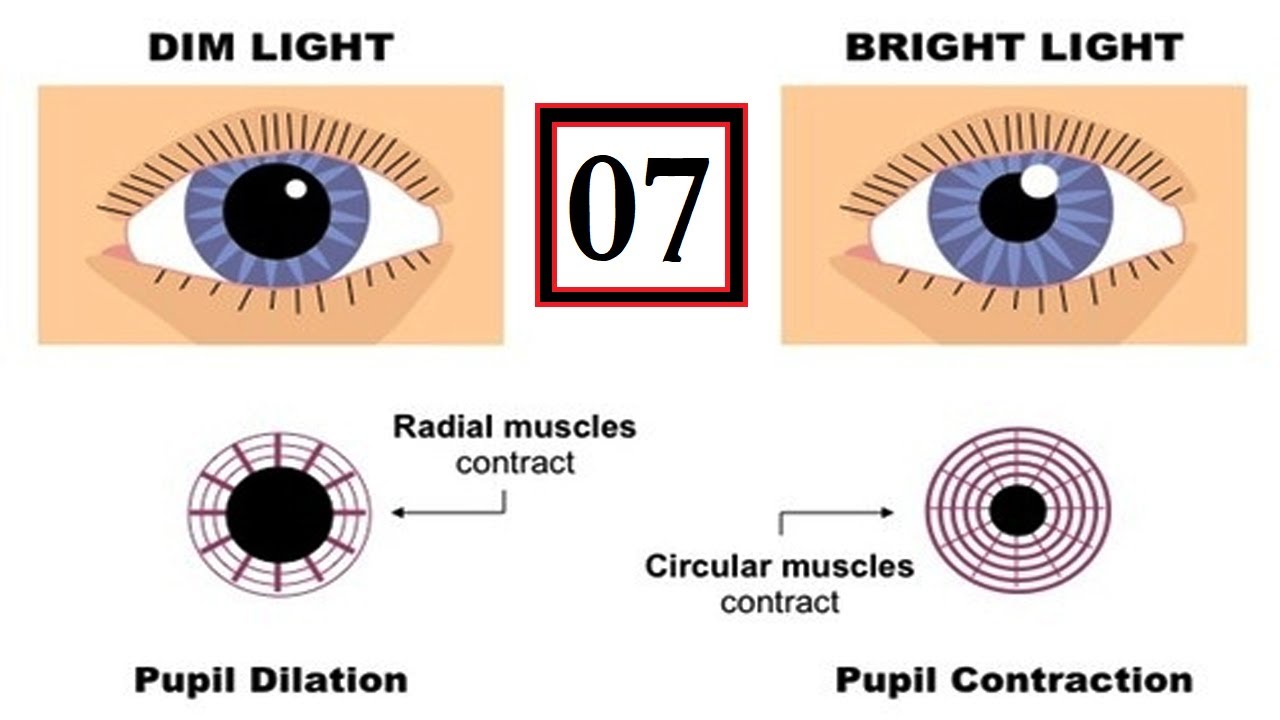 Size Of Pupil In And Bright Light || Dilation of || Contraction of Pupil || - YouTube