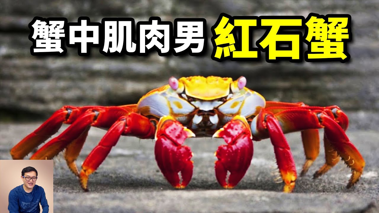 肌肉發達不怕人，只怕章魚和海鰻！外表妖艷，流行同類相食的紅石蟹【老肉雜談】#動物 #海洋 #海鮮 #螃蟹 #紅石蟹