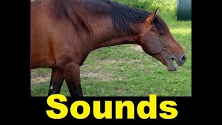 Horse  Whinny Sound Effects All Sounds