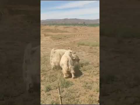 شاهدو مناورة الذئب 