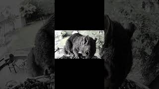 This isn’t edited they just do that btw #birdwatching #squirrel #securitybreach