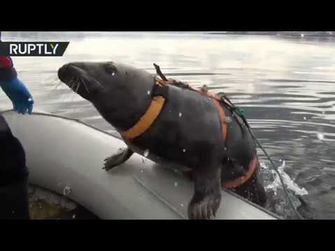 This cute seal is undergoing military training for future service