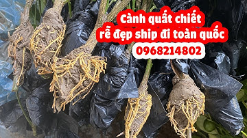 Nhà vườn gửi cành quất chiết đi toàn quốc, rễ đẹp cây khỏe.