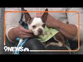 Kiwi is a Sweet Boston Terrier Who Loves Laps and Cuddles