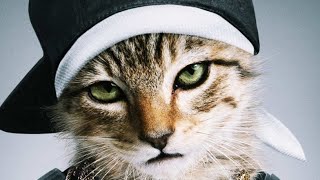 CATS IN THE HOOD | CATS ATTACKING PEOPLE FUNNY MOMENTS COMPILATION #3 by LETS ANIMALS 337 views 2 years ago 2 minutes, 39 seconds
