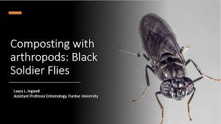 Composting with Black Soldier Flies