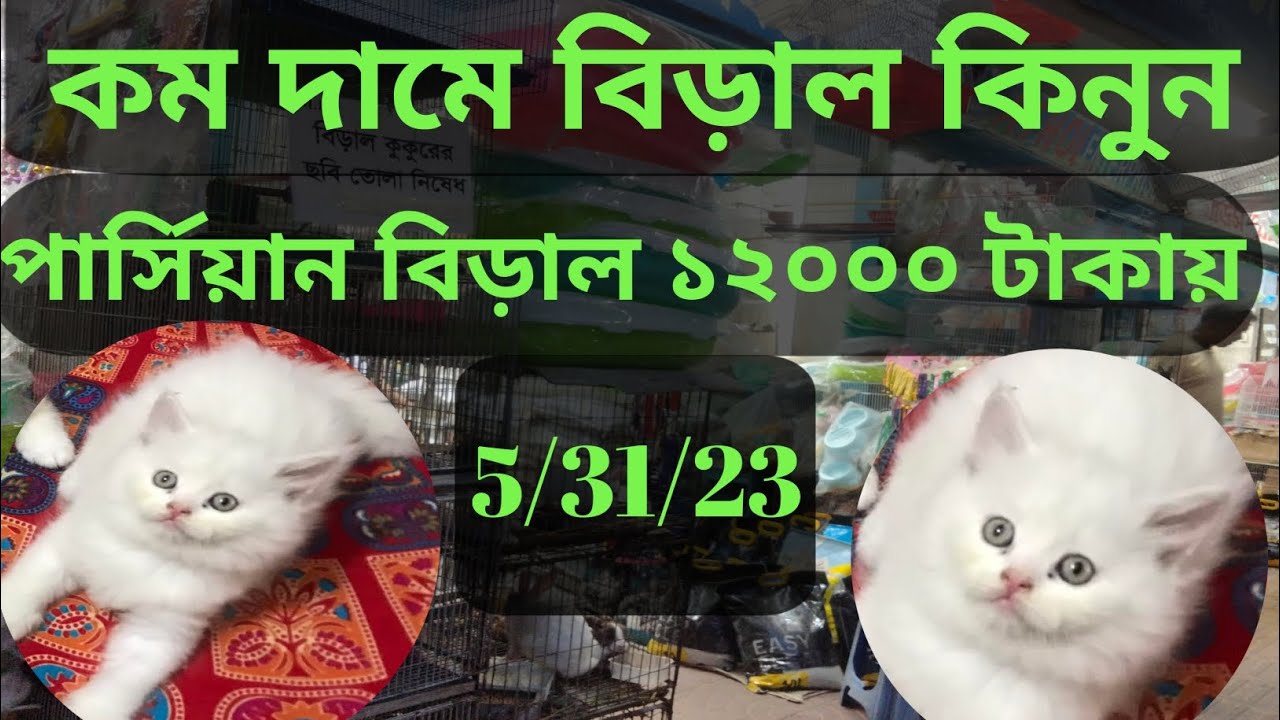 parsiyan cat kitten katabon market animal market in Bangladesh price 