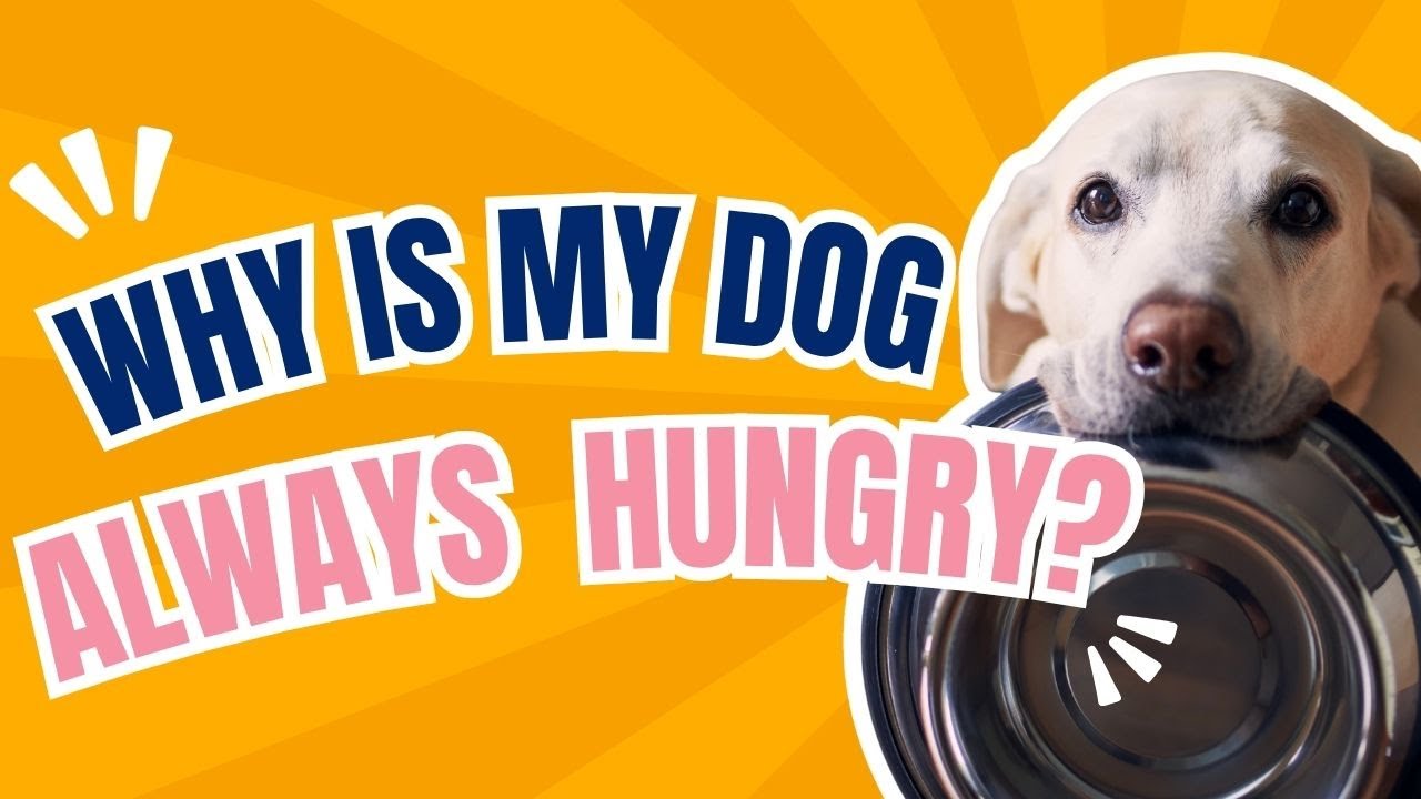 Why Some Dogs Are Always Hungry (And What You Can Do About It)