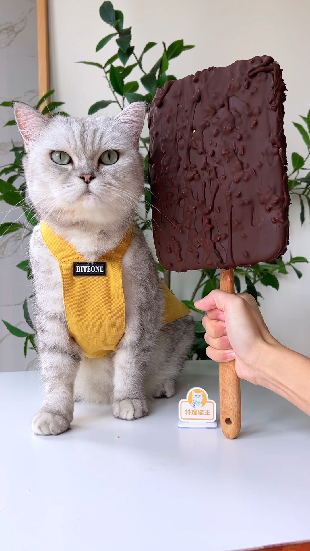 ?The cat chef made the biggest ice cream! #catofyoutube #food #catcookingfood #asmr #Ice cream