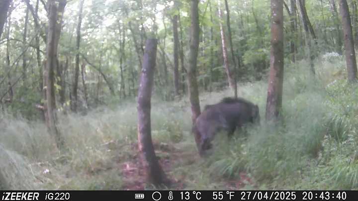 Wild boar rubs his bag on a tree
