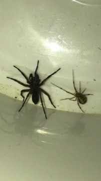Coelotes (funnel weaver spider) Vs Common house spider - see who wins