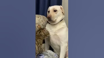 Dogs Realizing Cats Own the House!