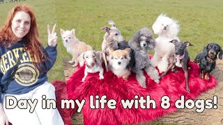 day in my life with 8 dogs