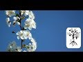4.-Dezember:-mit-Barbarazweigen-Brauchtum-erhalten.ytv auf www.funpot.net