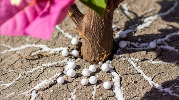 HOA GIẤY HÉO VÀNG LÁ VÌ THỪA ĐẠM? Cách Cấp Cứu & Giải Độc Cực Nhanh!