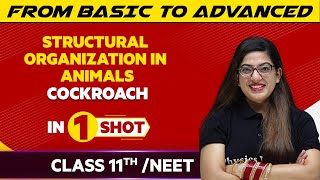 Structural Organization in Animals: Cockroach in One Shot - NEET/Class 11th Boards