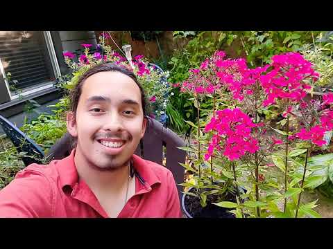 How to grow Garden Phlox &rsquo;Red Riding Hood&rsquo; (Phlox paniculata)