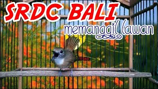 Suara Panggilan SRDC, Ampuh Untuk Memancing SRDC Bali \u0026 Tledekan Gunung Biar Gacor