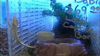 Tropical Lizard Cages