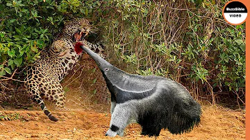 Giant Anteater Face Off The Jaguar